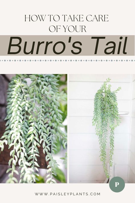 Looking for a head-turning trailing succulent? This Burro's Tail is one of our absolute favorites! Come read about this unique succulent and what you need to care for this beautiful plant! Burrows Tail Plant Care, Ponytail Plant, Burros Tail, How To Water Succulents, Cactus Care, Plant Benefits, Propagating Succulents, Types Of Succulents, Succulent Soil