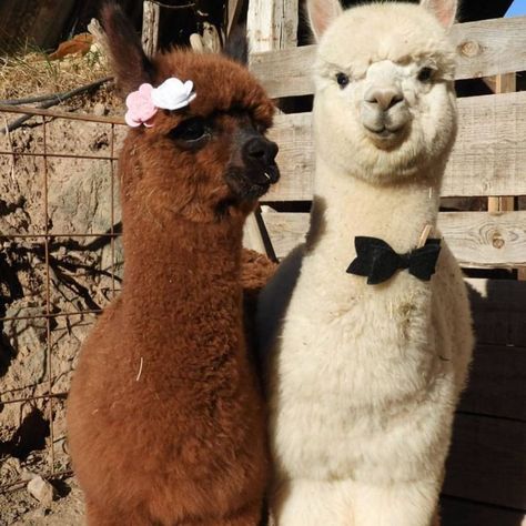 @happinessbtq posted to Instagram: Awww! Couple goals! 💕 Tag someone!   Via @alpacagear  ______________________ #love #loveit #couple #couplegoals #socute #cutenessoverload #romantic #romanticdate #animals #cuteanimals #animallovers #alpaca #alpacasofig #alpacasofinsta #alpacagram #alpacalover #explore #adventure #discover #adorable #wildlife #animalsofinstagram #instaanimals #animalsofig #nature #naturelover #happinessbtq #inspiration #f4f #l4l Alpaca Wedding, Alpaca Pictures, Alpaca Funny, Baby Zoo, Alpaca Farm, Cute Alpaca, Basset Hounds, Cute Llama, Most Beautiful Animals