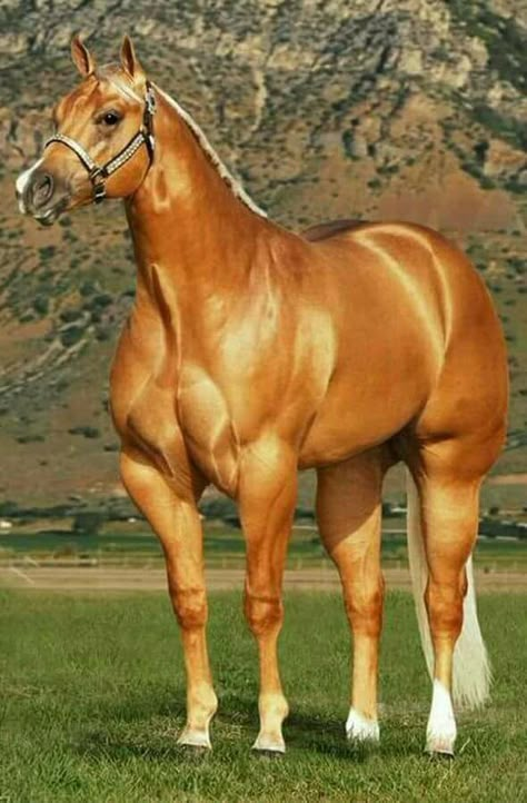 AQHA horses are so cool! Aqha Horses, Quarter Horse Stallion, Palomino Horse, Big Horses, American Quarter Horse, Most Beautiful Horses, Horse World, Majestic Horse, All The Pretty Horses