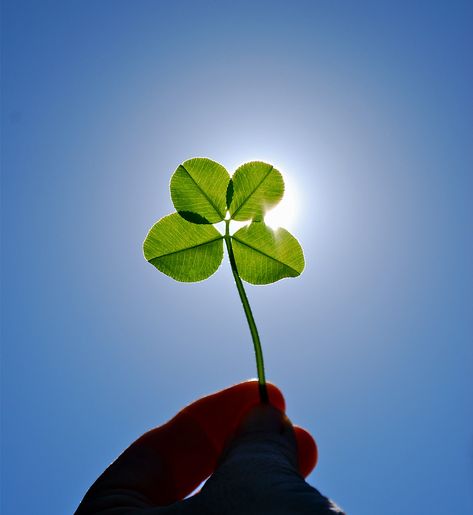 Everyday we wear green, but we are REALLY repping our favorite color today for St. Patrick's Day!  Here are a few fun fact about the infamous four leaf clovers:  🍀 There are roughly 10,000 three-leaf clovers for every "lucky" four-leaf clover 🍀 The fourth leaf can be smaller or a different shade of green than the other three leaves 🍀 The lucky clovers are a four-leafed variety of white clover, also known as Trifolium repens 🍀 Four-leaf clovers were considered Celtic charms and were believed Random Story, White Clover, Just My Luck, Three Leaf Clover, 4 Leaf Clover, 4 Leaves, Different Shades Of Green, Four Leaves, Lucky Clover