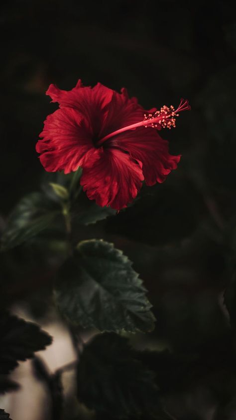 Hibiscus Flower Plant, Hibiscus Flower Wallpaper Aesthetic, Flowers Garden Ideas, Red Flower Wallpaper, Gardening Inspiration, Red Hibiscus, Flowers Photography Wallpaper, Cute Flower Wallpapers, Wallpaper Nature Flowers