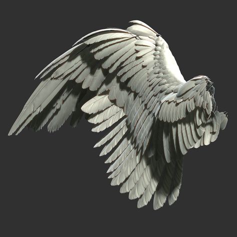 Wing Reference Photo, Wings Reference Photo, Bird Wings Reference, Systema Martial Art, Wing Reference, Wing Anatomy, Zbrush Character, Wings Drawing, Animal Study