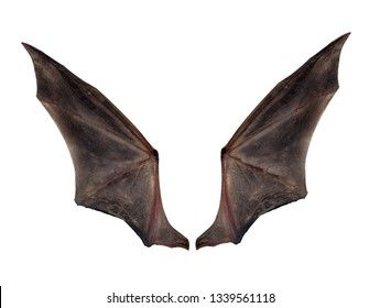 Bat Wings Isolated On White Stock Photo (Edit Now) 1339561118 Bat Wings Reference, Bats Wings, Weirdcore Oc, Wing Ideas, Wing Anatomy, Dragon Reference, Dragon Character, Drawing Refrences, Wings Png