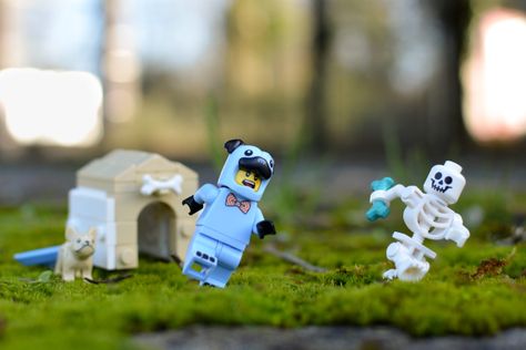 Using Humor in LEGO Toy Photography - BrickCentral Lego Humor, Cactus Costume, Essay Tips, Dog Suit, Toy Photography, Lego Toy, Types Of Humor, Lego Photography, Lego Group