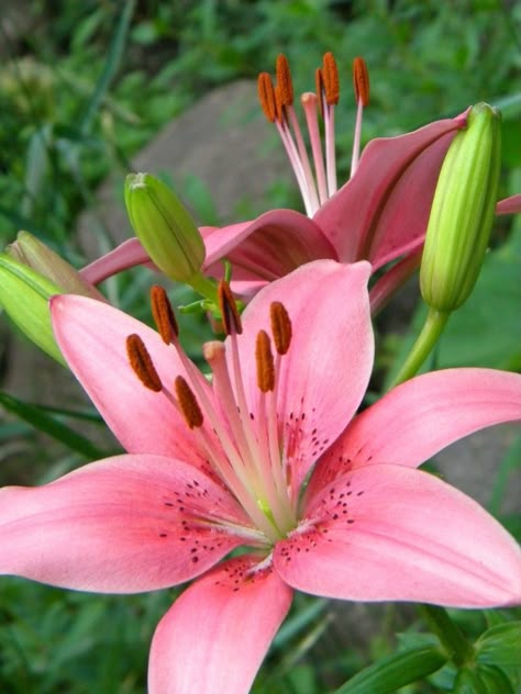 A Pink Tiger Lilly that I photographed. Tiger Lillies Flowers, Tiger Lilies Aesthetic, Flowers Tiger Lily, Pink Lillies Aesthetic, Pink Lilies Aesthetic, Pink Tiger Lily, Pink Lily Flower, Pink Lillies, Lilly Flower