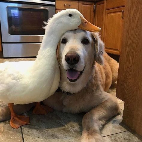 Unlikely Animal Friends, Unlikely Friends, Animals Friendship, A Duck, Cane Corso, Best Friends Forever, 귀여운 동물, Cute Funny Animals, Animals Friends