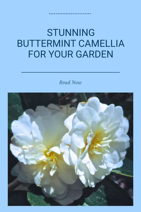 The Buttermint Camellia adds elegance and charm to any garden. With its beautiful blooms and vibrant foliage, it’s a perfect choice for garden enthusiasts. This hybrid plant thrives in various climates and brings fresh beauty season after season. Whether you’re looking to brighten up your yard or beautify your balcony, this stunning flowering plant is an excellent pick. Learn how to care for this lovely shrub and discover tips on incorporating it into different landscapes, making your garden a true delight. Connecting With Nature, Organic Mulch, Fresh Beauty, Peat Moss, Flowering Shrubs, Companion Planting, Beautiful Blooms, Early Spring, Plant Life