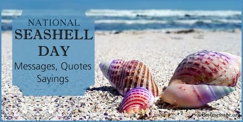 National Seashell Day Messages National Seashell Day, Seashell Quotes, Ocean Sayings, Seashells Quote, Children's Day Message, Status For Facebook, Emoji Quotes, Butterfly Quotes, Ocean Quotes