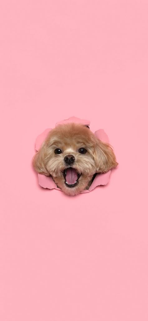 Puppy Wallpaper Iphone, Dog Background, Colorful Hairstyles, Cute Dog Wallpaper, Bright Sunshine, Puppy Wallpaper, 강아지 그림, Dog Wallpaper, Pink Dog