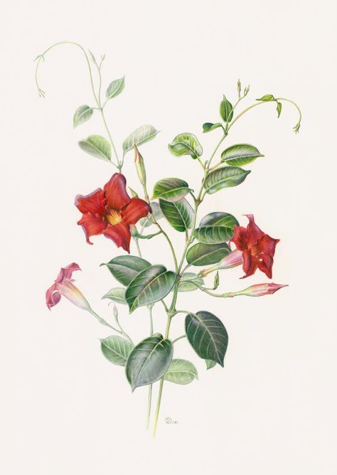 Mandevilla sanderi by gudzolga.deviantart.com on @DeviantArt Tattoo Rework, Floral Illustration Vintage, Botanical Printables, Contemporary Botanical Art, Framed Botanical Prints, Flower Drawing Tutorials, Plant Drawing, Botanical Painting, Botanical Drawings