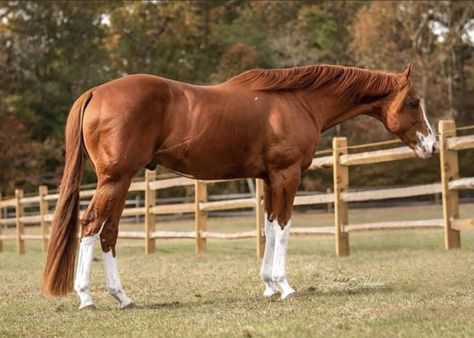 Thoroughbred Horse Chestnut, Chestnut Paint Horse, English Thoroughbred, Chestnut Thoroughbred, Chestnut Horses, Thoroughbred Stallion, Aqha Stallion, Forest Meadow, Kathiyawadi Horse