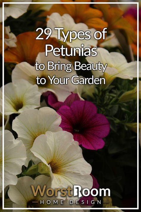 Types of Petunias Petunias Flower Bed Front Yards, Petunia Planter, Petunia Seeds, Plant Recipes, Petunia Flower, Favorite Tattoos, Garden Design Inspiration, Container Garden Design, Balcony Plants