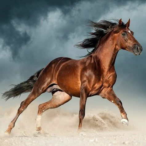 golden brown andalusian horse runs free in the desert 😘🐎❤🐎 **👇** ♣️ Like / Comment / Share if you like 📱 Follow @horses_new 📱 Follow… Brown Horses, Abstract Horse Art, Big Cats Photography, Wild Horses Running, Wild Horses Photography, Beautiful Horses Photography, Horse Running, Horses Running, Cowboy Pictures