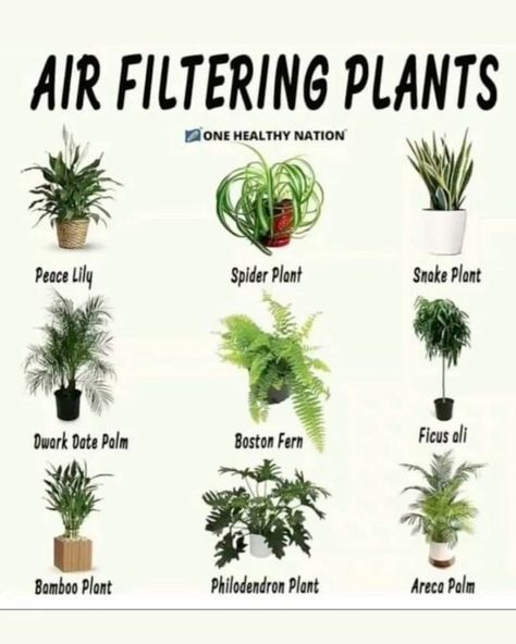 Air Filtering Plants 🌿 These houseplants are not just beautiful additions to your home but also powerful air purifiers. They help filter out harmful toxins and improve air quality, making your living space healthier. Top Air Filtering Plants: • Peace Lily: Filters Benzene and Formaldehyde • Spider Plant: Filters Xylene and Toluene • Snake Plant: Filters Benzene, Formaldehyde, and Trichloroethylene • Dwarf Date Palm: Filters Xylene and Toluene • Boston Fern: Filters Formaldehyde and Xylene • ... Air Filtering Plants, Houseplant Trellis, Plants Grown In Water, Plant Display Ideas, Boston Fern, Date Palm, Philodendron Plant, Spider Plant, Bamboo Plant