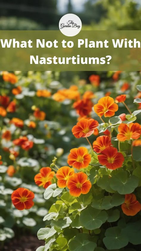 Discover the art of companion planting with nasturtiums and learn which plants to avoid pairing with these vibrant and versatile flowers! Explore common plants that may not thrive when planted alongside nasturtiums due to potential competition for resources or incompatible growth habits. Learn about the importance of selecting suitable companions that complement the growth patterns and preferences of nasturtiums, enhancing their beauty and performance in the garden. Nasturtium Companion Plants, Planting Nasturtium Seeds, Nasturtiums In The Garden, Nasturtium In Pots, Potted Nasturtium, Nasturtium Hanging Basket, Nasturtium Growing, Nasturtium Garden, Marigolds In Garden