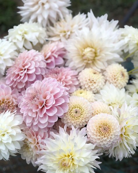 Marryn Mathis’s Instagram post: “I just love dahlias…. don’t you? Pictured here are: Sweet Nathalie, Roque Starburst, Camano Zoe, Tahoma Early Dawn & Center Court.…” Sweet Nathalie Dahlia, Favorite Hobby, Creative Hobbies, Creative Outlet, Types Of Flowers, The Flowers, Pretty Flowers, Dahlia, Just Love