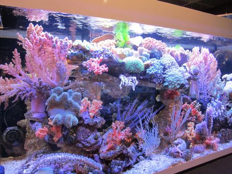 Reef Aquascaping, Reef Tank Aquascaping, Coral Aquarium, Saltwater Fish Tanks, Marine Tank, Reef Fish, Aquascape Aquarium, Coral Tank, Saltwater Tank