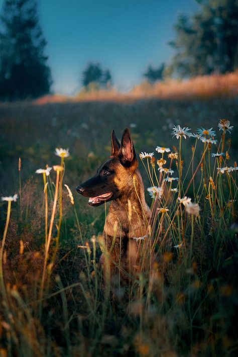 Belgian Malinois Aesthetic, Berger Malinois, Belgium Malinois, Dog Foto, Belgian Malinois Dog, Reactive Dog, Malinois Dog, Belgian Shepherd, Enjoying Life