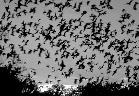 bats Bat Computer Wallpaper, Bats Aesthetic, Bat Computer, Bat Wallpaper, Things To Do In Texas, Art Outside, State Fair Of Texas, Bat Flying, Morning Photography