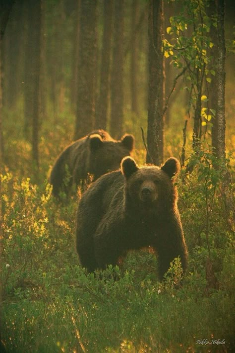 Two Bears, Bear Paintings, Brown Bears, Morning Walk, Love Bear, Woodland Creatures, Nature Aesthetic, Wildlife Art, Animal Photo