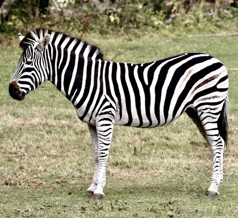 Unknown Animals, Plains Zebra, Dog Stencil, Abc Mouse, Zoo Animals Photography, Horse Memes, Animals Of Africa, Hold Your Horses, Gorilla Trekking