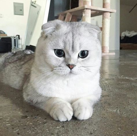 White Scottish Fold Cat, White Scottish Fold, Scottish Cat, Scottish Fold Cat, Dream's Cat, British Shorthair Cats, Gorgeous Cats, Scottish Fold