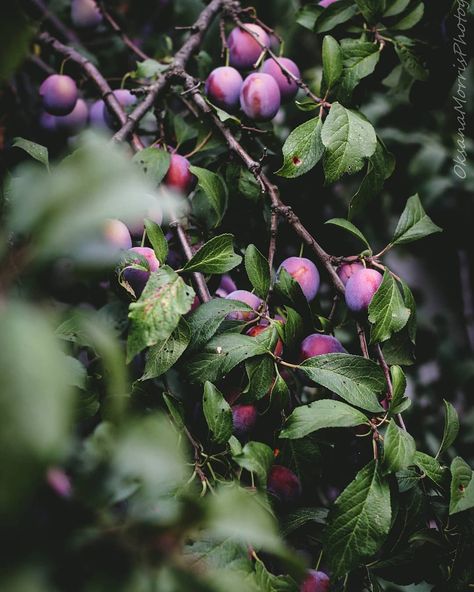 Plum Tree Aesthetic, Beach Plum Farm, American Plum Tree, Newport Plum Tree, Plum Fruit Photography, Plum Tree, Photo Composition, Tree Photography, Tree Farms