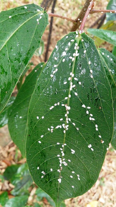 Plant Pests: Scale & Thrips & How To Control Them. Pests are attracted to plants like Pooh to the honey pot. This is all about scale & thrips & how to control them. See pics so you can identify them & take action. joyusgarden.com #plantpests #scale #thrips #plants #houseplants #gardening #gardeningtips #gardening101 Thrips On Houseplants, Plant Pest Control, Jalapeno Plant, Insect Life Cycle, The Honey Pot, Compost Bin Diy, Garden Prepping, Plant House, Scale Insects