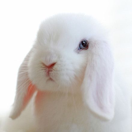 Holland Lop with blue eyes White Bunny With Blue Eyes, White Holland Lop Bunny, White Holland Lop, Lionhead Bunny, Rabbit House, White Bunnies, Mini Lop, Holland Lop, Cute Bunny Cartoon