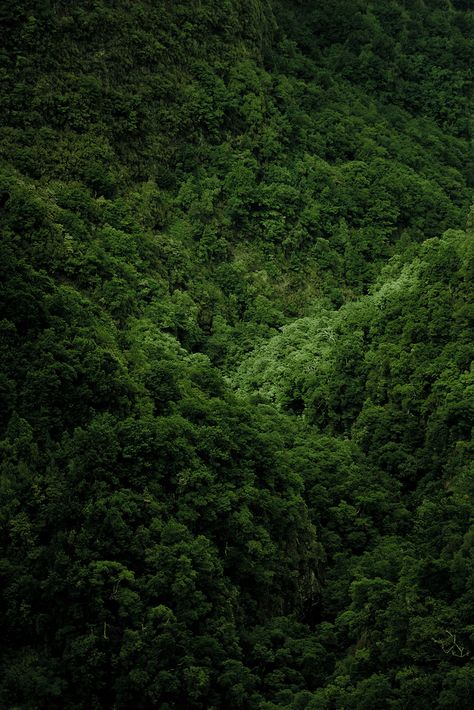 What A Beautiful World, Green Forest, Green Nature, Alam Yang Indah, Photo Challenge, Green Aesthetic, Deep Green, Mother Earth, Beautiful World