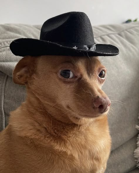 Funny Rats, Pets Cute, Silly Dogs, Silly Animals, Cheddar, Chihuahua, Cowboy, Memes, Funny