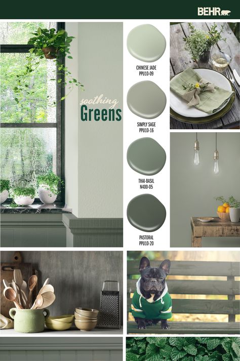 Bring the beauty of the great outdoors into the inside of your home with these nature-inspired green colors. BEHR Paint in Chinese Jade, Simply Sage, Thai Basil, and Pastoral come together to create a soothing color palette. Click here for more interior design inspiration from BEHR. Sage Green Paint Color, Sage Green Paint, Interior Paint Colors Schemes, Behr Paint Colors, Farmhouse Paint Colors, Farmhouse Paint, Behr Paint, Green Paint Colors, Room Paint Colors