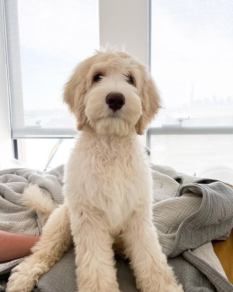 Doodle Dog Haircuts, Shaggy Goldendoodle Haircut, White Goldendoodle Haircut, Straight Hair Goldendoodle Haircut, White Golden Doodle, Labradoodle Short Haircut, Doodle Haircuts, English Cream Goldendoodle, Straight Hair Doodle Cuts