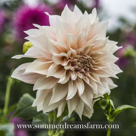 How To Grow Dahlias, Dahlia Care, Grow Dahlias, April Weather, Dahlia Tubers, Growing Dahlias, Two Flowers, Sunset Pink, Blush Cream