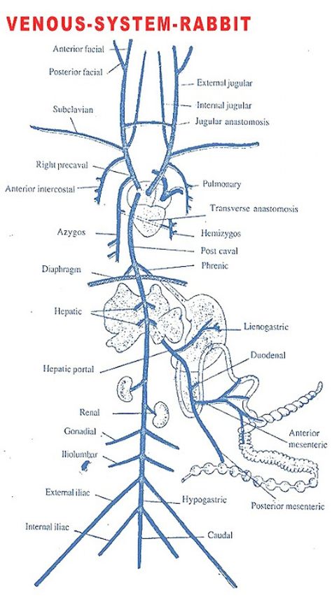 Venous System, Rabbit Anatomy, Body Knowledge, Arteries Anatomy, Human Circulatory System, Arm Anatomy, Tree Diagram, Venous Insufficiency, Pa School