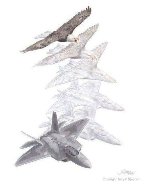 Metamorphosis Art, Haliaeetus Leucocephalus, F 22 Raptor, Lockheed Martin, Bird Of Prey, Arts Ed, School Art Projects, High School Art, United States Air Force