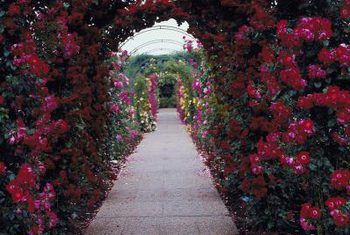 Jupiterimages/Photos.com/Getty Images Don Juan Rose, Arbors And Pergolas, Garden Entry, Flower Garden Images, Rose Trellis, Rose Gardening, White Rose Flower, Housing Development, Climbing Rose