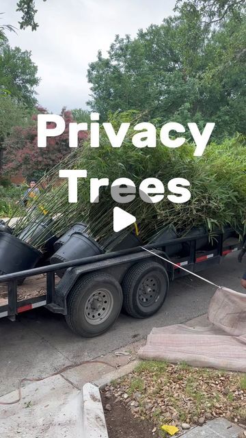 Urban Landscape Group on Instagram: "Need a little privacy from your neighbors? Let’s plant some Evergreen shrub Trees. They are great at blocking site and sound, and soften any landscape.   This is a great alternative to a fence or wall, and can be used in front of a structure to create a more natural feel.   Don’t know what shrubs to pick? That’s alright, let our designers create something for you and your unique space.   Shoot us a message today to set up a free consultation👍👍.  #urbanlandscape #modernlandscape #plantsomething #austinplants #atx #austin #austinhome #78704 #austinbuilder #builder #homesofaustin #landscapedesign @madeinaustin.pro  @boomboombradsher" Shrub Trees, Privacy From Neighbors, Fences Alternative, Austin Homes, Cottage Fairy, Evergreen Shrubs, Side Yard, April 26, Modern Landscaping