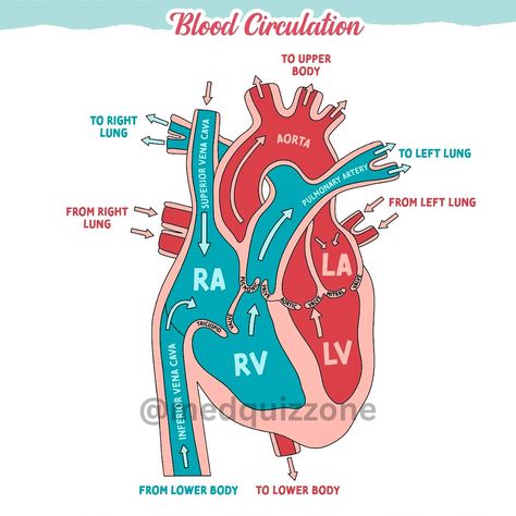 🔻Blood Circulation in the Human Heart 🫀 📍This diagram illustrates the pathway of blood circulation through the human heart. Blood flow is categorized by two distinct circuits: the pulmonary circuit and the systemic circuit. 1️⃣ Right Atrium (RA): Deoxygenated blood from the upper body enters the right atrium via the superior vena cava, and from the lower body via the inferior vena cava. 2️⃣ Right Ventricle (RV): Blood flows from the right atrium through the tricuspid valve into the righ... Superior Vena Cava, Heart Blood Flow, Medical Assistant School, Heart Circulation, Tricuspid Valve, The Human Heart, Medical Wallpaper, Circulatory System, Medical Assistant