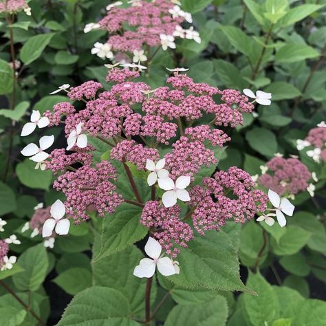 Lacecap Hydrangea – Complete Care & Growing Guide | Proven Winners Lace Hydrangea, Hydrangea Shrub, Smooth Hydrangea, Edging Plants, Hydrangea Arborescens, Hydrangea Care, Border Plants, Pink Plant, Proven Winners