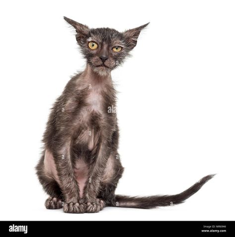 Exotic Cat Breeds, Werewolf Cat, Lykoi Cat, Elf Cat, The Werewolf, Ugly Cat, National Cat Day, Rare Cats, Rex Cat