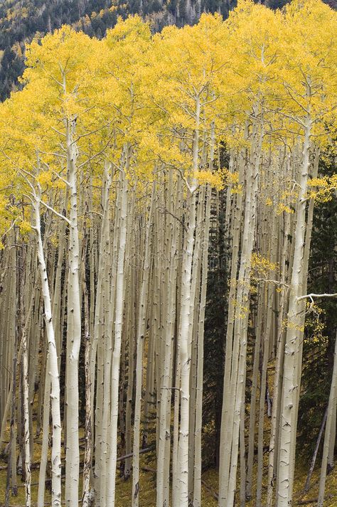 Stand of Quaking Aspen Trees. A tall, dense stand of aspen trees show their autu , #AFFILIATE, #Trees, #tall, #dense, #Stand, #Quaking #ad Quaking Aspen Tree, Accent Wall Mural, Quaking Aspen, Glass Panel Wall, Tree Autumn, Tree Pictures, Aspen Tree, Window Well, Birch Forest