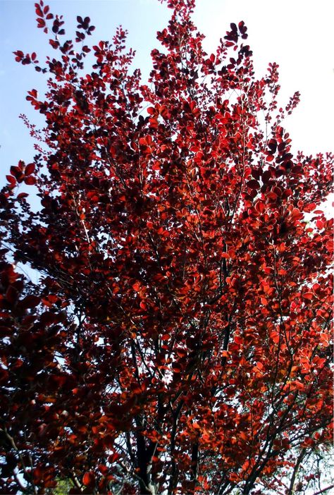 copper beech | The birds unfortunately quickly harvest the berries from this tree ... Leaves Crafts, Copper Beach, Mulberry Fruit, Story Settings, Copper Beech, Growing Fruit Trees, Crop Production, Beech Tree, Plum Tree