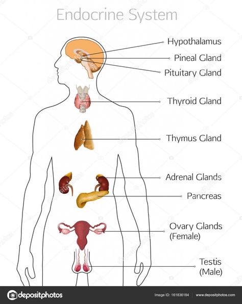 Endocrine System Drawing, Endocrine Glands, The Endocrine System, Endocrine System, Stock Illustration, Human Body, Human, Quick Saves