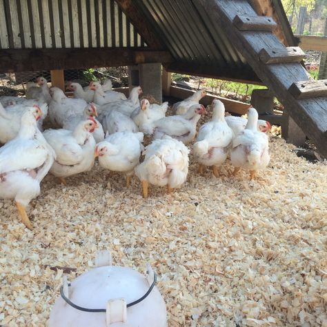 Raising Meat Chickens, you will never go back to store-bought again! Meat Chickens Raising, African Storytelling, Raising Chickens For Eggs, Chicken Rearing, Chickens For Eggs, Raising Meat Chickens, Pig Breeds, Meat Birds, Broiler Chicken