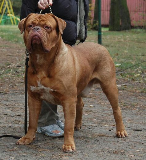 French Mastiff Dog, Bordeaux Dog, Mastiff Breeds, French Mastiff, Giant Dog Breeds, Largest Dog, Mastiff Dogs, Giant Dogs, Dream Dog