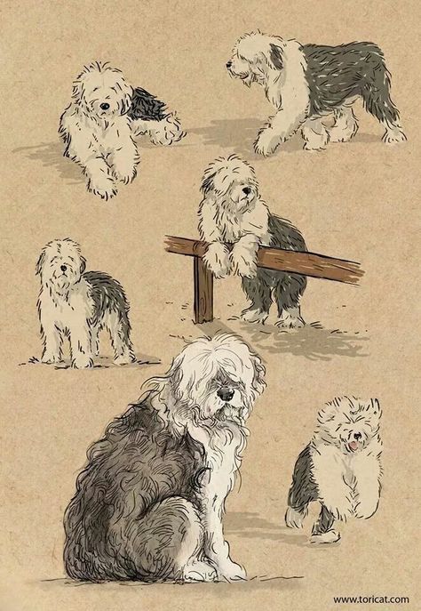 English Sheepdog Illustration, Sheepadoodle Drawing, Old Dog Drawing, Old English Sheepdog Drawing, Sheepdog Illustration, Dogs Sketch, English Drawing, Dog Sketches, Old English Sheepdog Puppy