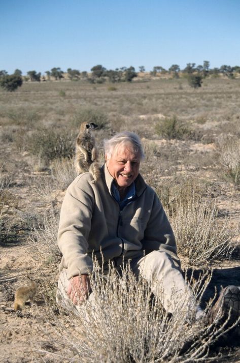 Sir David Attenborough says the planet simply cannot support billions of meat-eaters - so is he vegan or vegetarian? The post David Attenborough Says The World Eats Too Much Meat – So Is He Vegan? appeared first on Plant Based News. Historical Photography, 95th Birthday, Dragon House, Tv Documentary, David Attenborough, Famous Personalities, London Zoo, Video Production Company, Tell Your Story