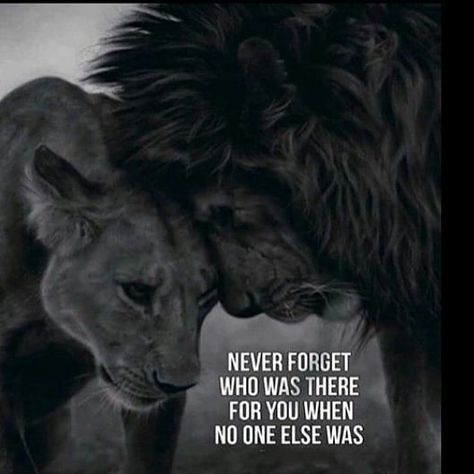 Enhanced Motivation on Instagram: “💯💯✔️ #enhancedmotivation” Good Night Couple, Lioness Quotes, Happy Marriage Quotes, Lion King Quotes, Friendship Quotes Images, Lion Quotes, Lion And Lioness, Lion Love, King Quotes