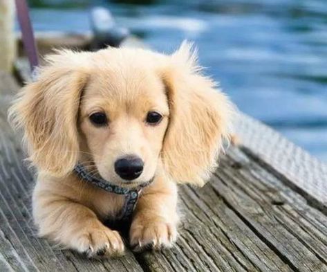 Golden Weiner Dog, Blonde Dachshund, Daschund Puppies, Dachshund Breed, Dachshund Funny, Clever Dog, Dapple Dachshund, Long Haired Dachshund, Dog Mixes